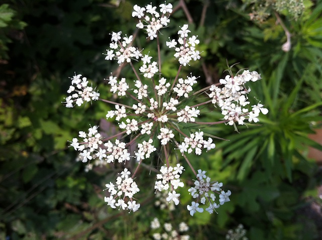 路边的野花